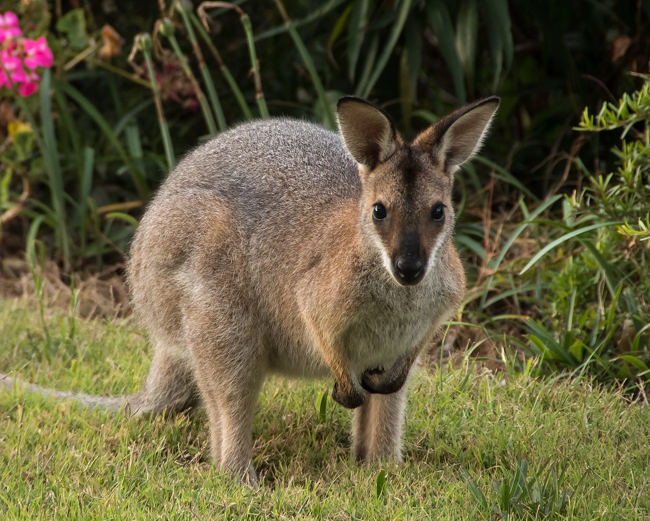 wallaby  rednecked wallaby  animal free photo