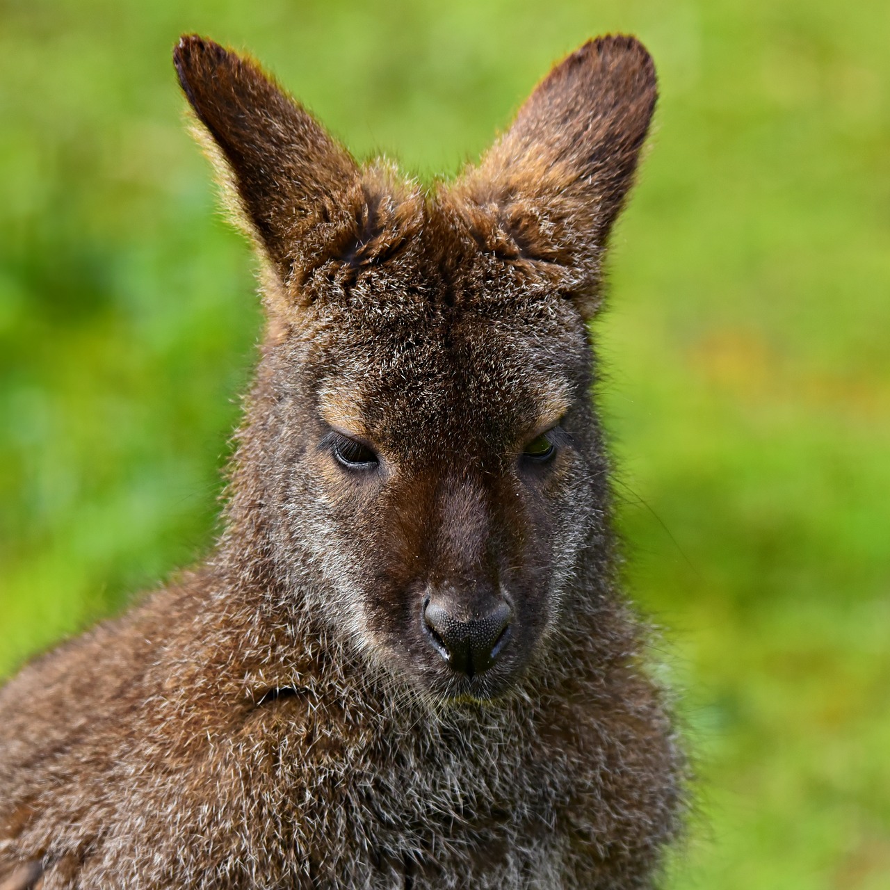wallaby  animal  marsupial free photo