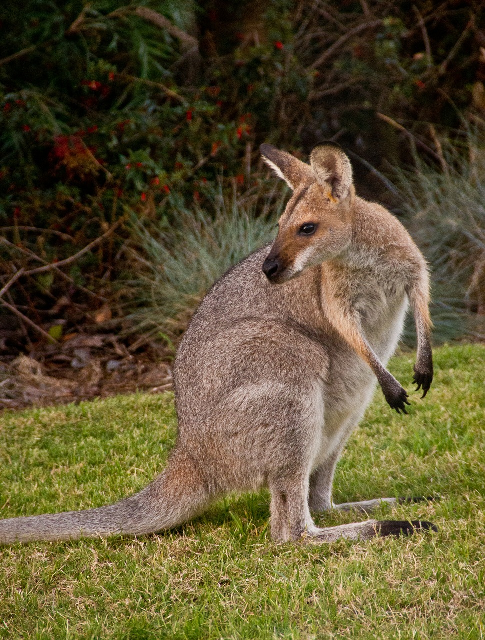 wallaby rednecked wallaby australia free photo
