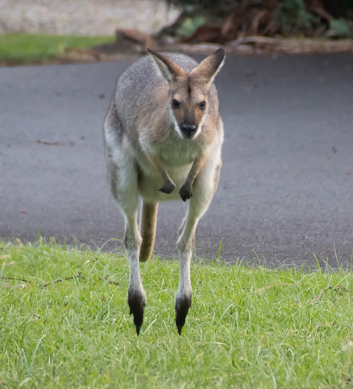 wallaby  rednecked wallaby  brown free photo