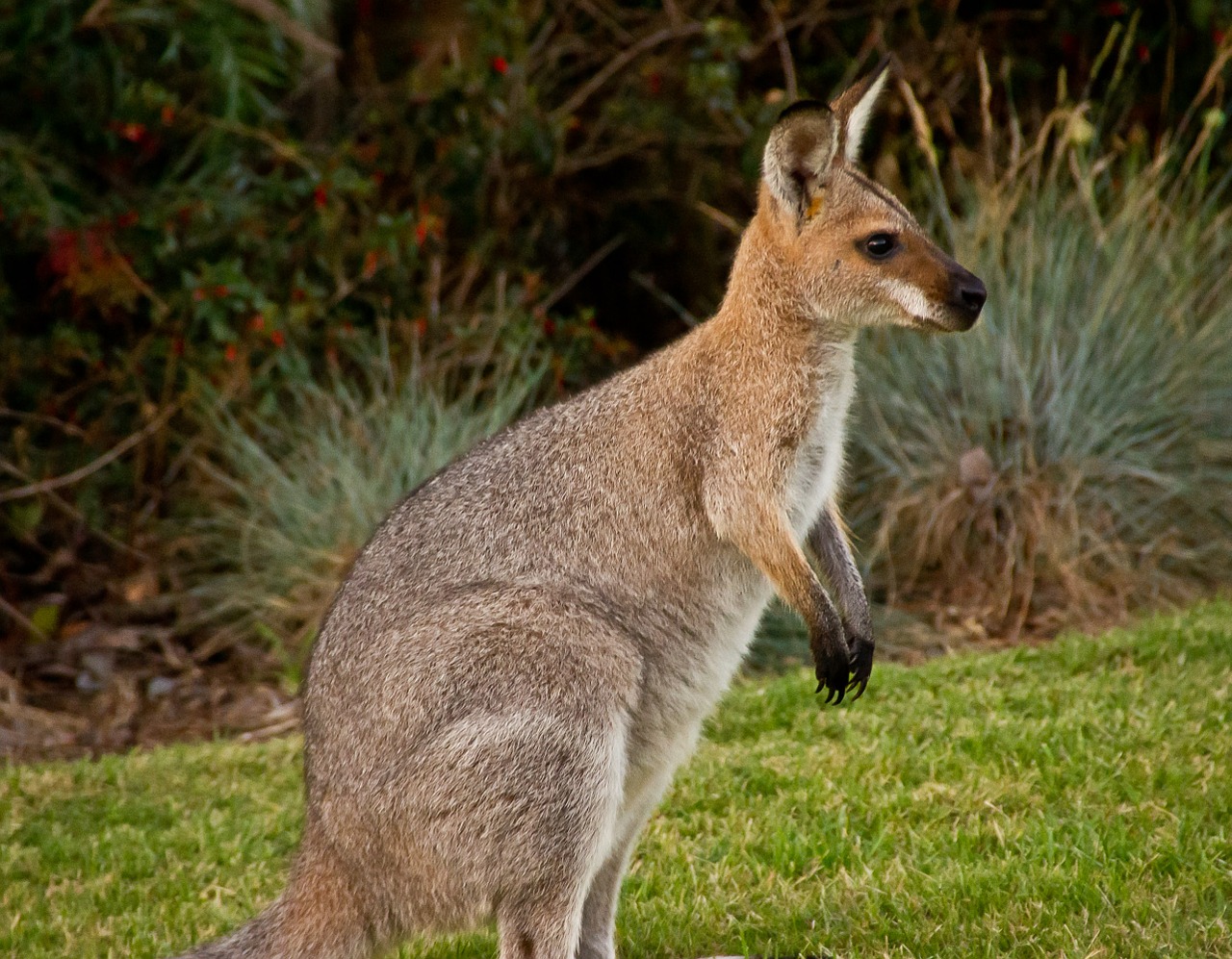 wallaby marsupial animal free photo