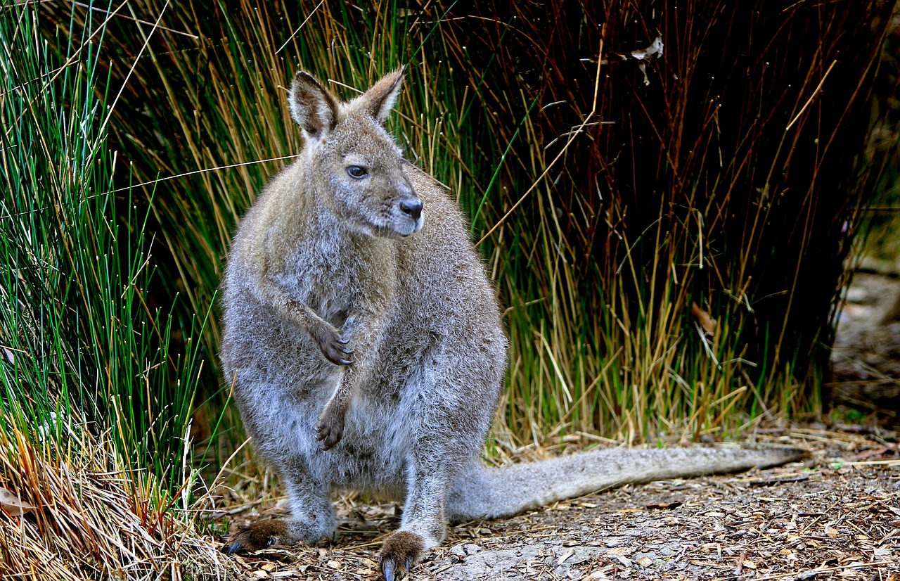 wallaby grey wildlife free photo