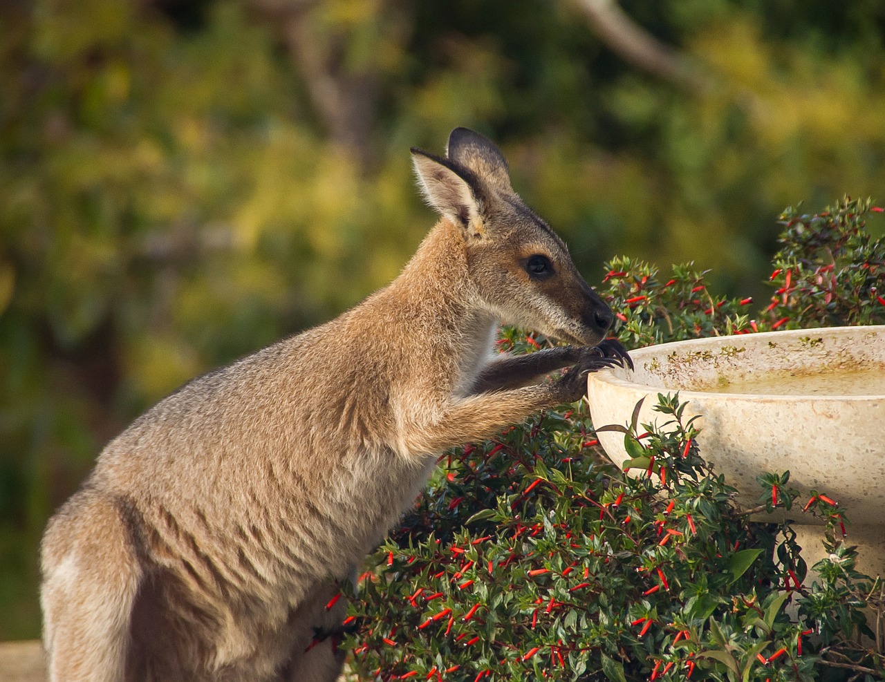 wallaby rednecked wallaby thirsty free photo