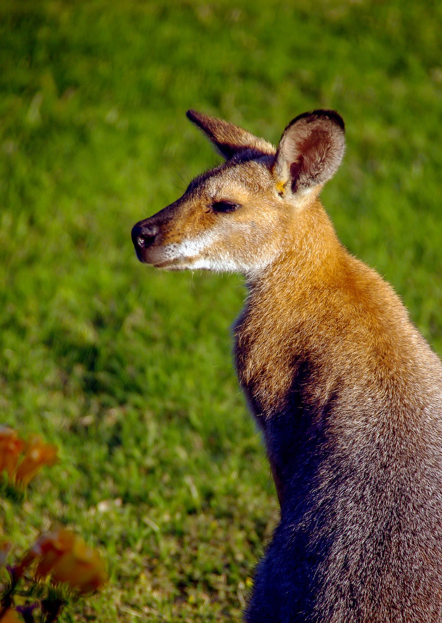 wallaby rednecked wallaby ears free photo