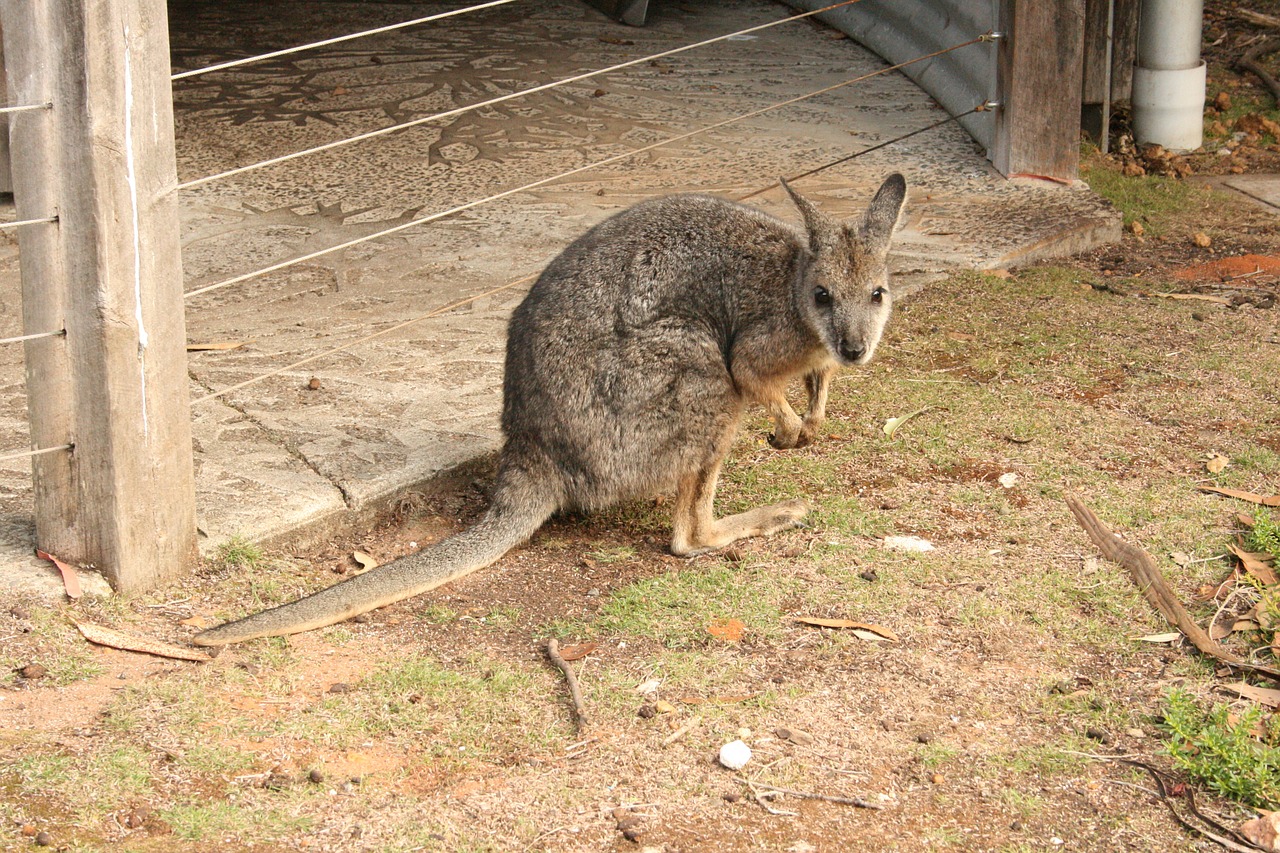 wallaby australia nature free photo