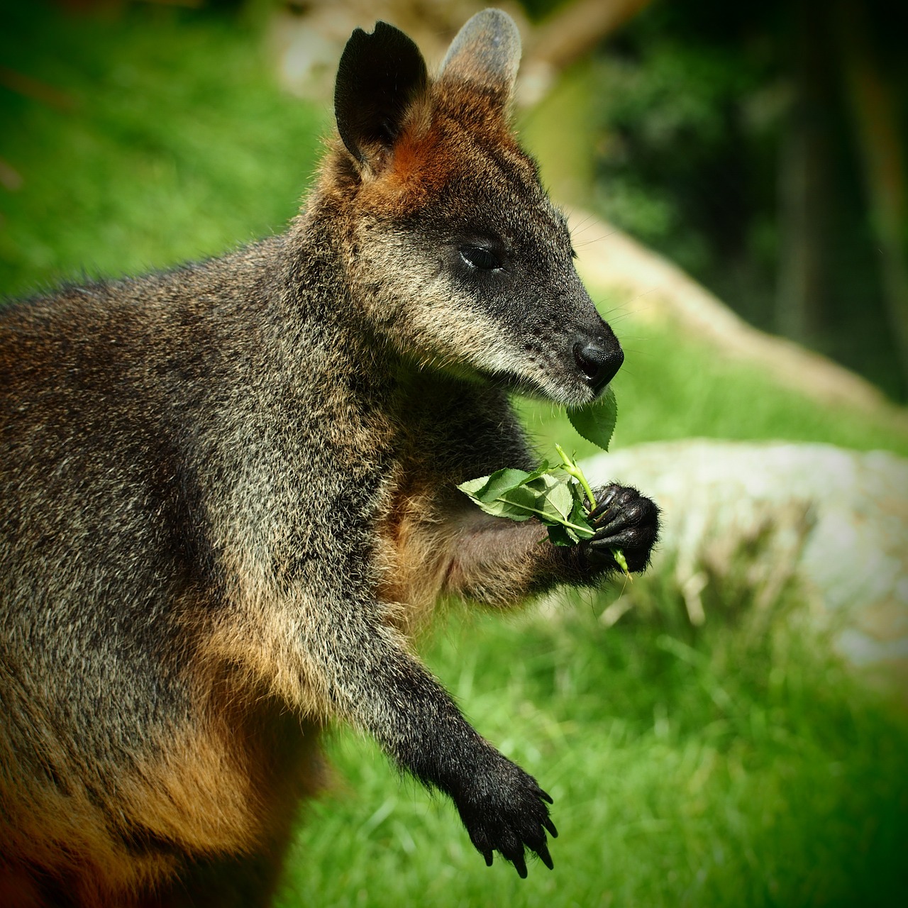 wallaby kangaroo eating free photo