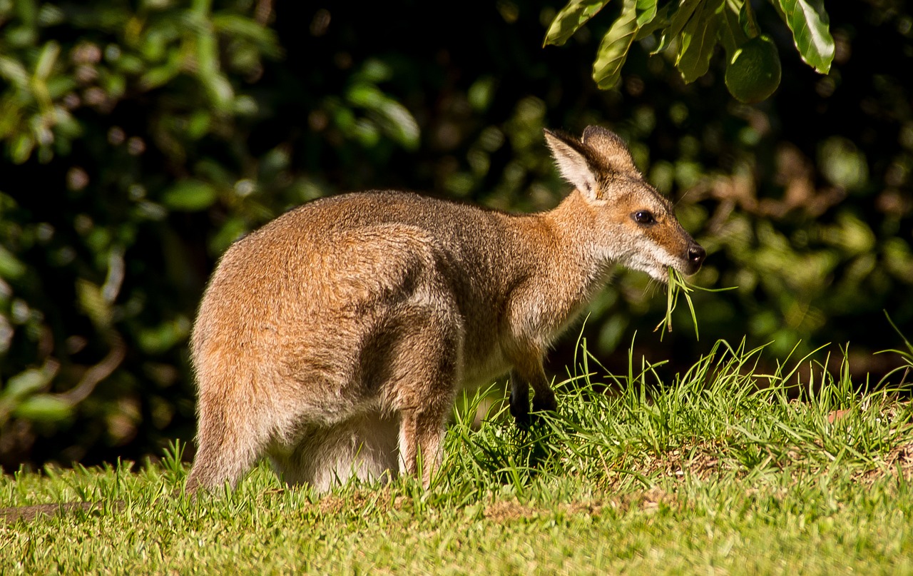 wallaby rednecked wallaby female free photo