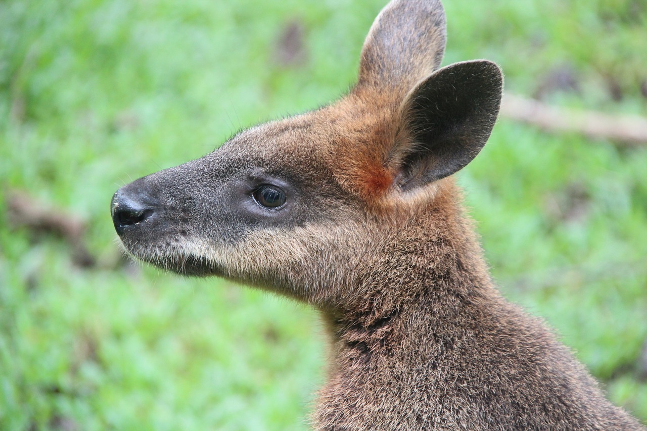 wallaby kangaroo australia free photo