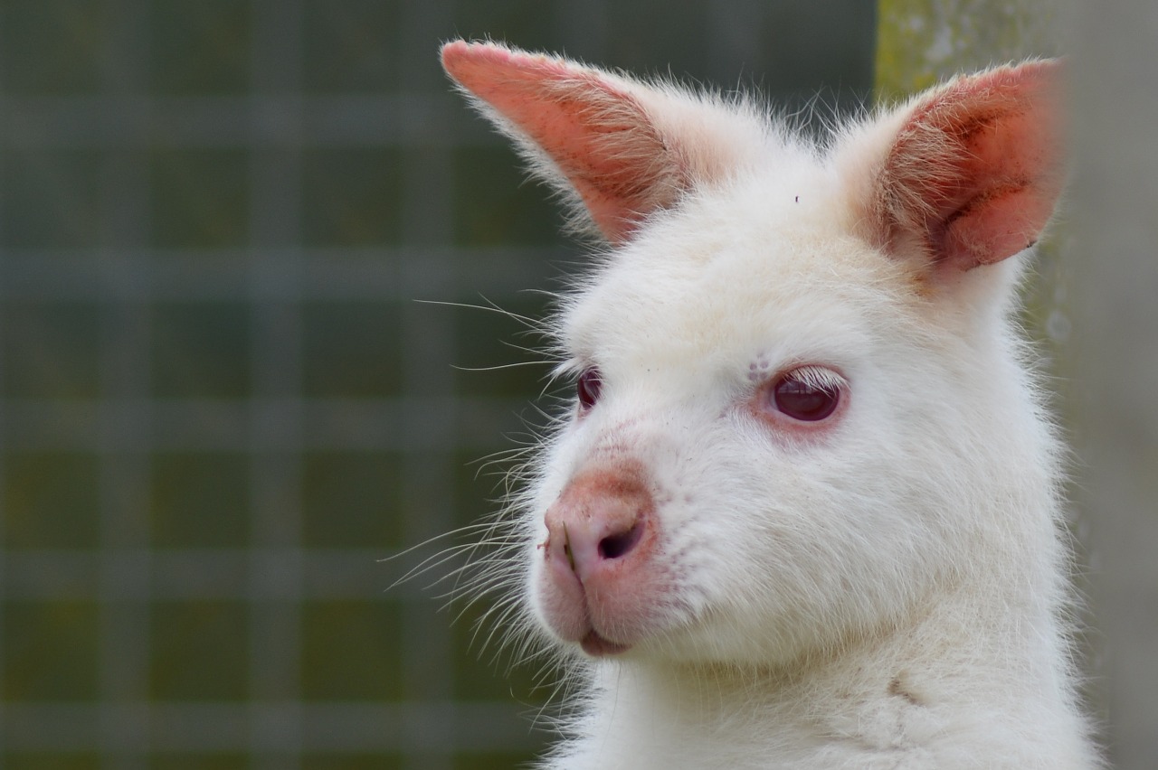 wallaby kangaroo aminal portrait free photo