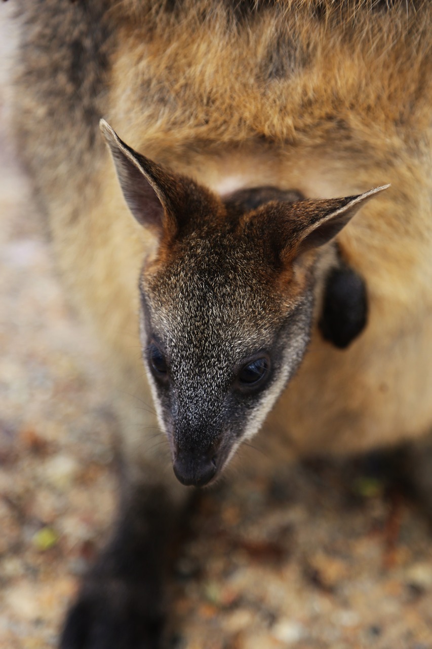 wallaby joey australia free photo