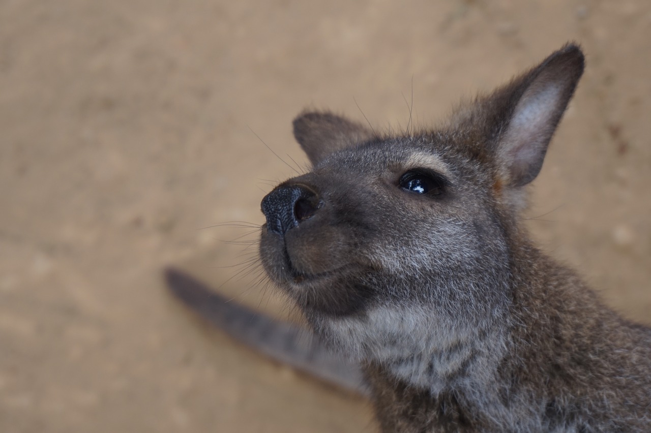 wallaby animal wildlife free photo