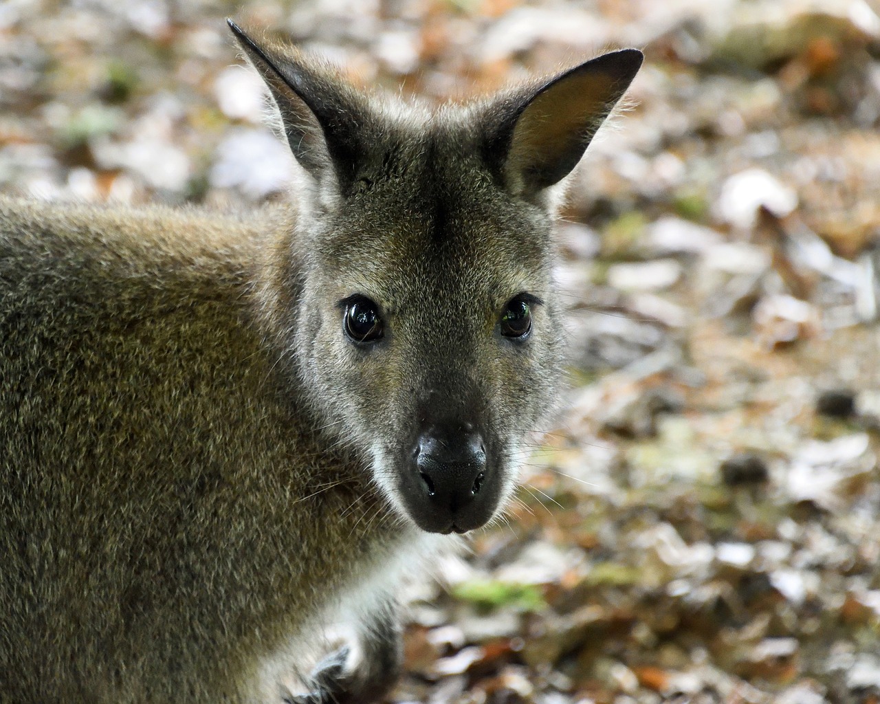 wallaby de bennet close up head free photo