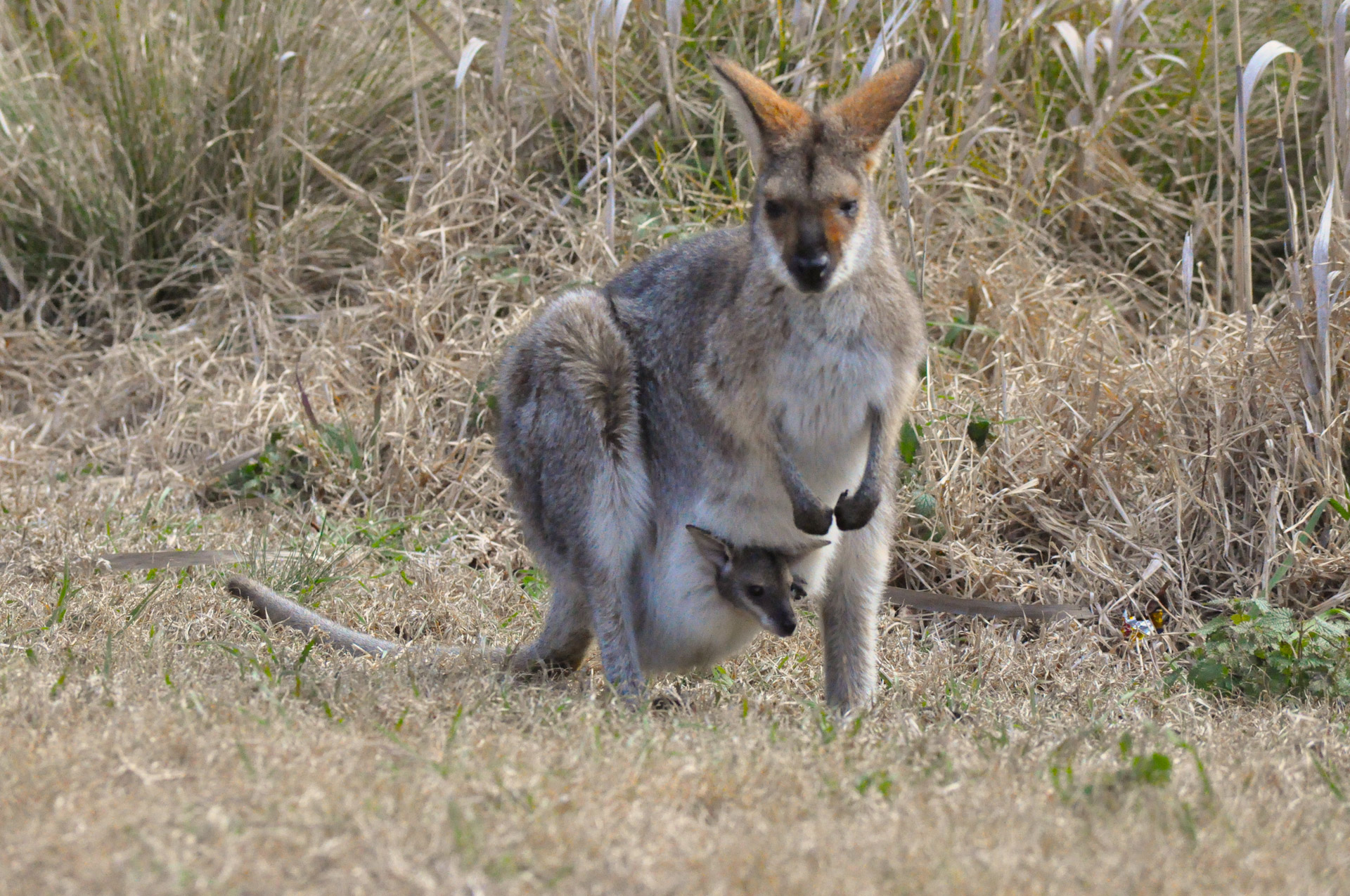 kangaroo wallaby pouch free photo
