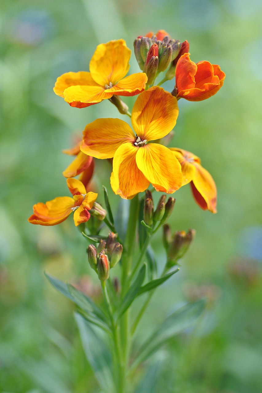 wallflower flower yellow free photo