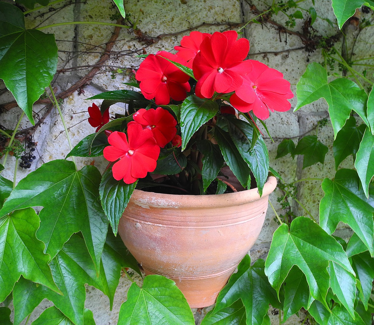 wallflower impatiens potted flower free photo