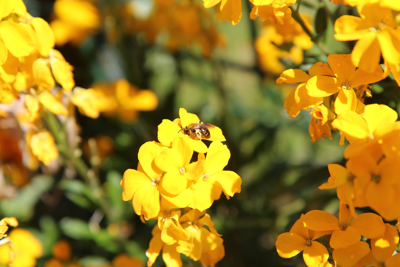 wallflower  insect  bee free photo