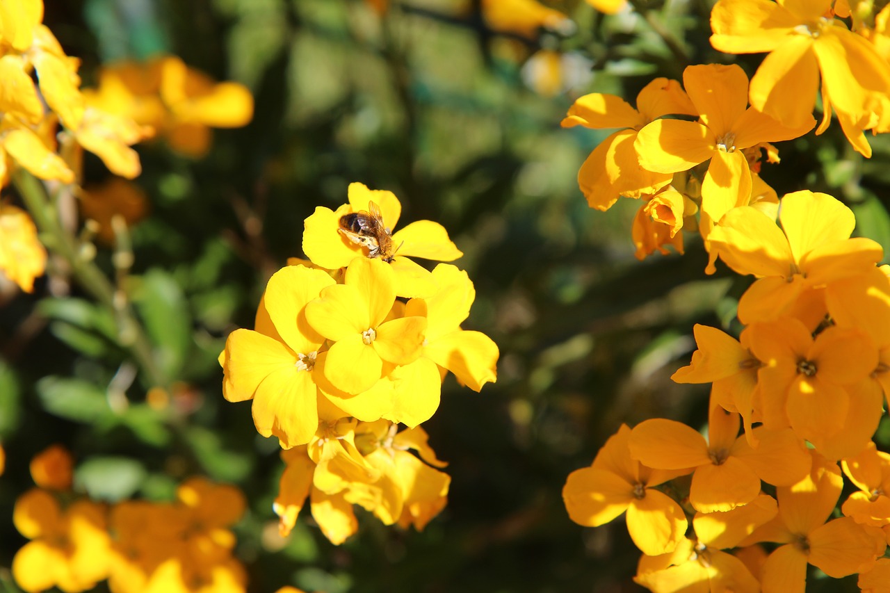 wallflower  insect  bee free photo