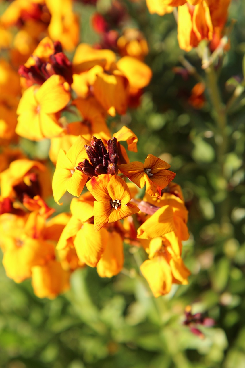 wallflower  yellow flowers  spring free photo