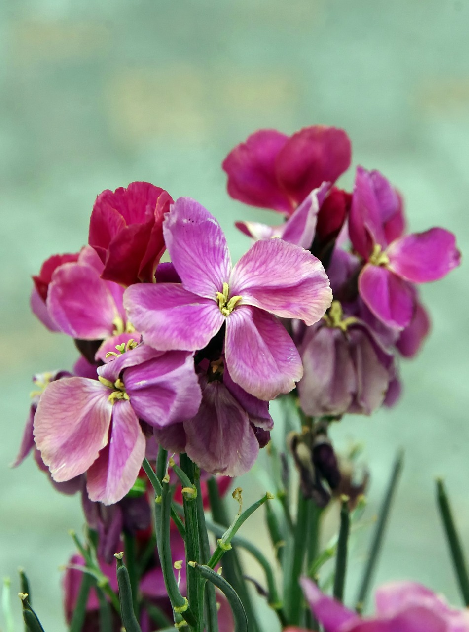 wallflower  purple  ravenelle free photo