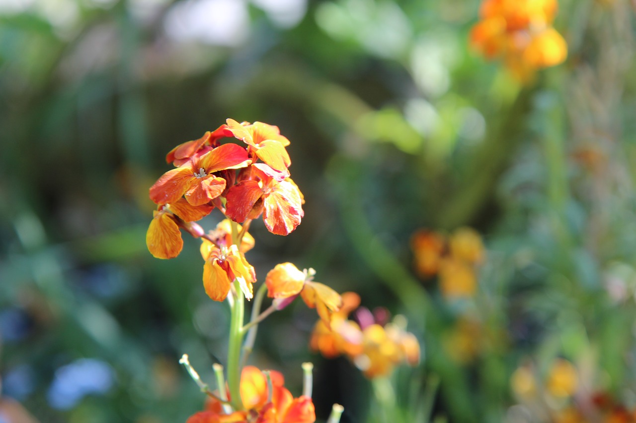 wallflower  wallflower orange  flowering free photo