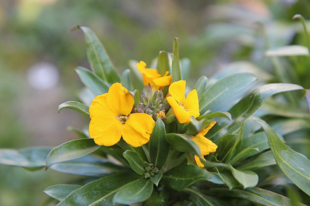 wallflower  yellow  flowers free photo