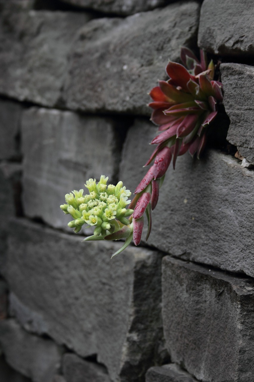 wallflower wall stones free photo