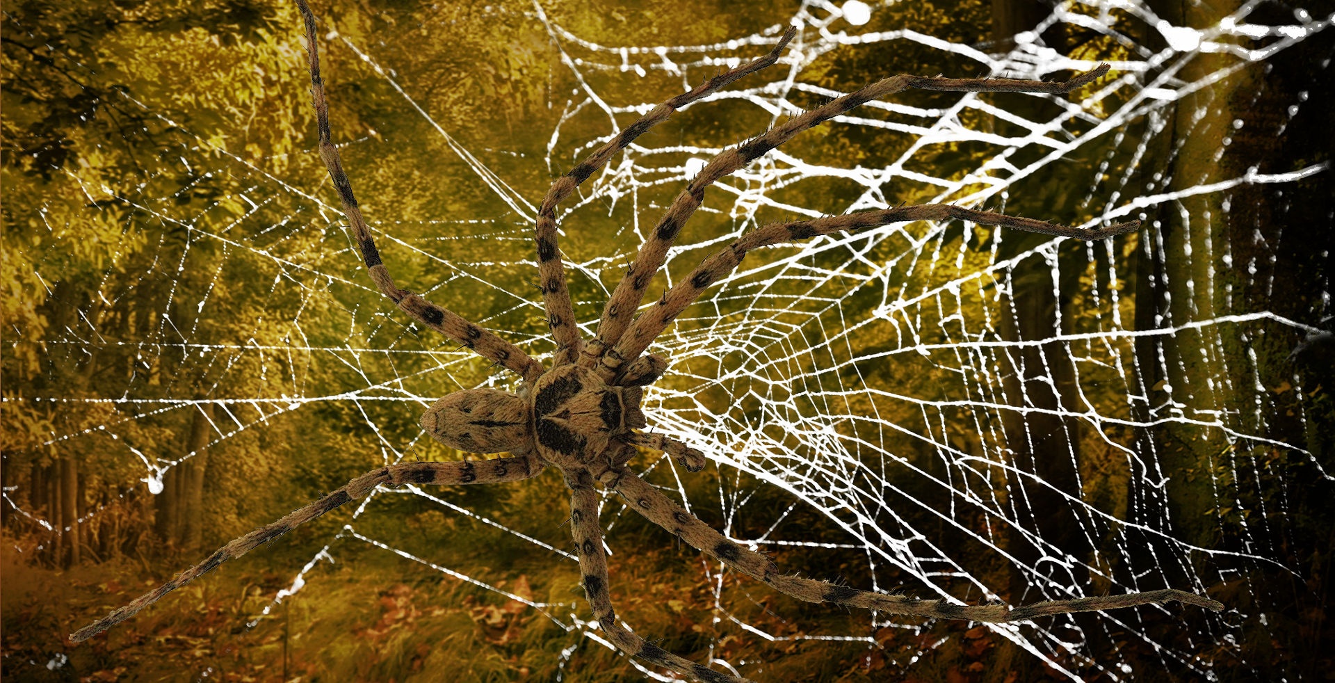 spider web spider web free photo