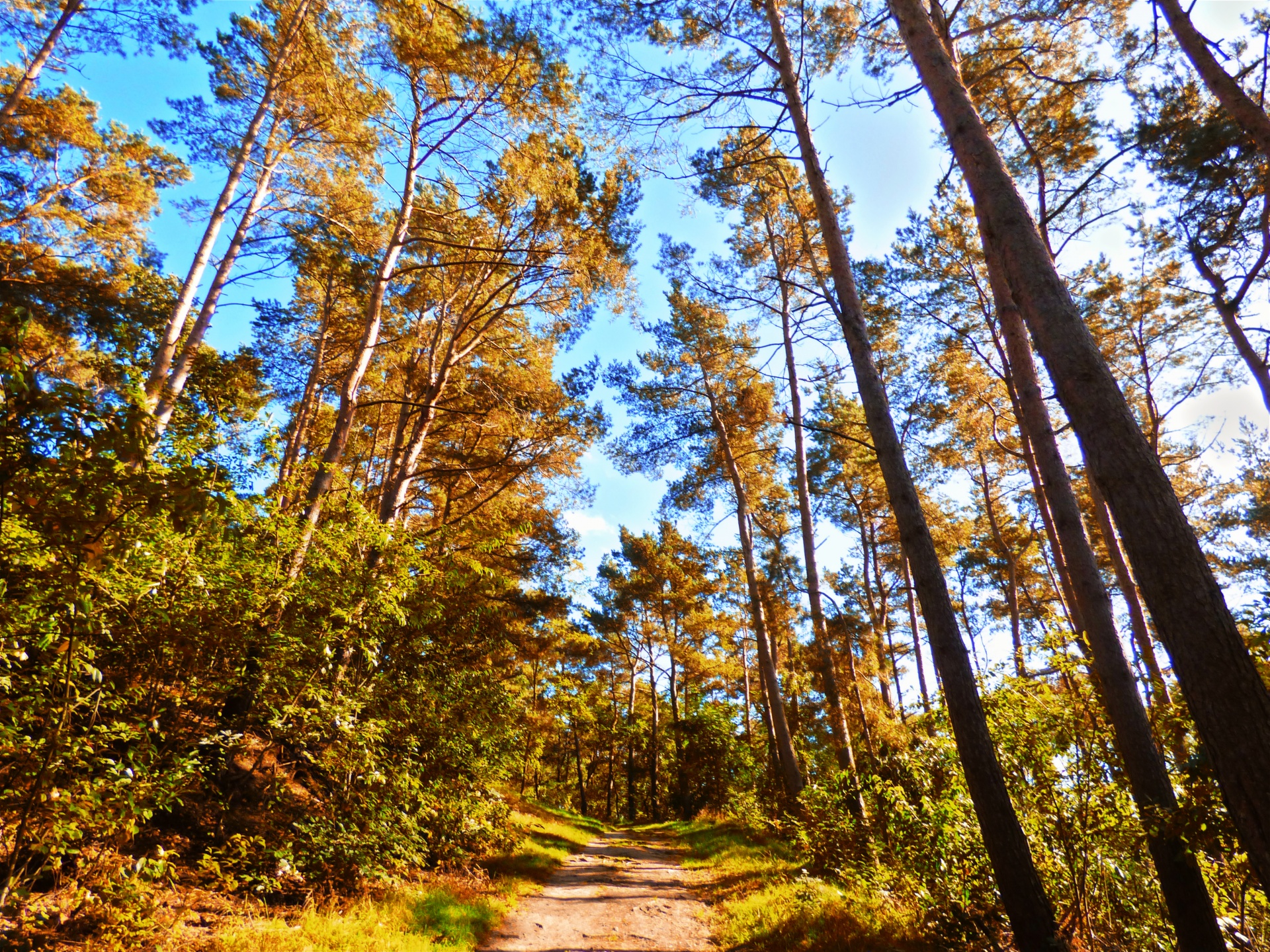 forest path autumn free photo