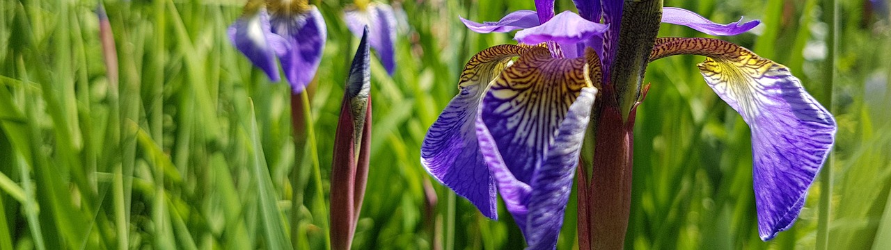 wallpaper dual screen iris free photo