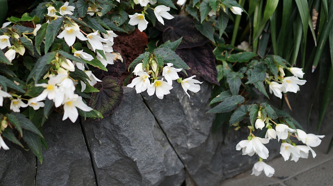 wallpaper flower white flower free photo