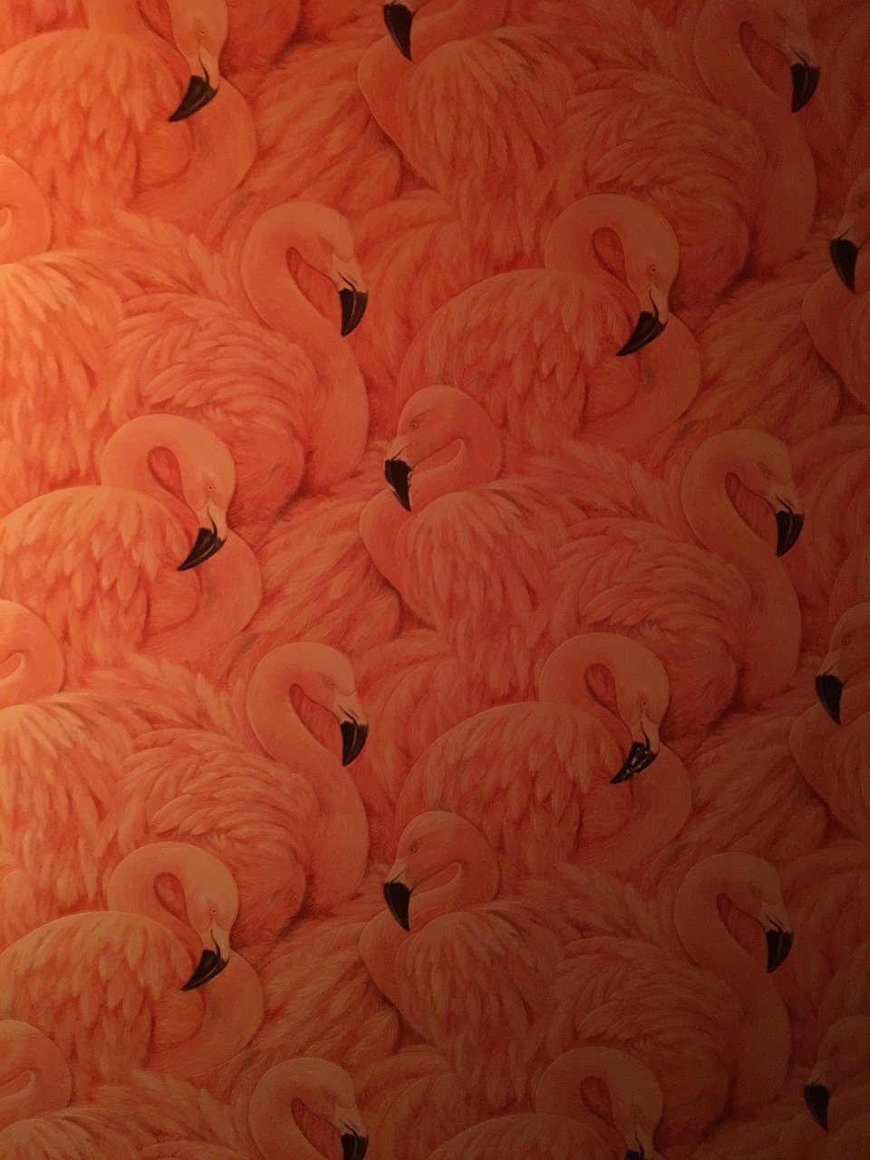 wallpaper flamingo pink free photo