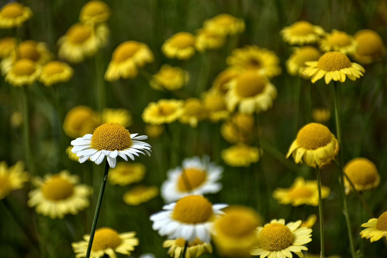 wallpaper  garden  daisy free photo