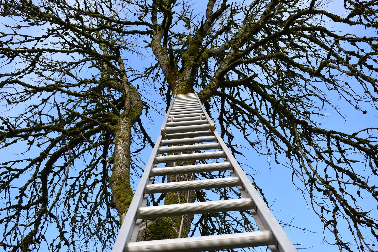 wallpaper  ladder  climb free photo