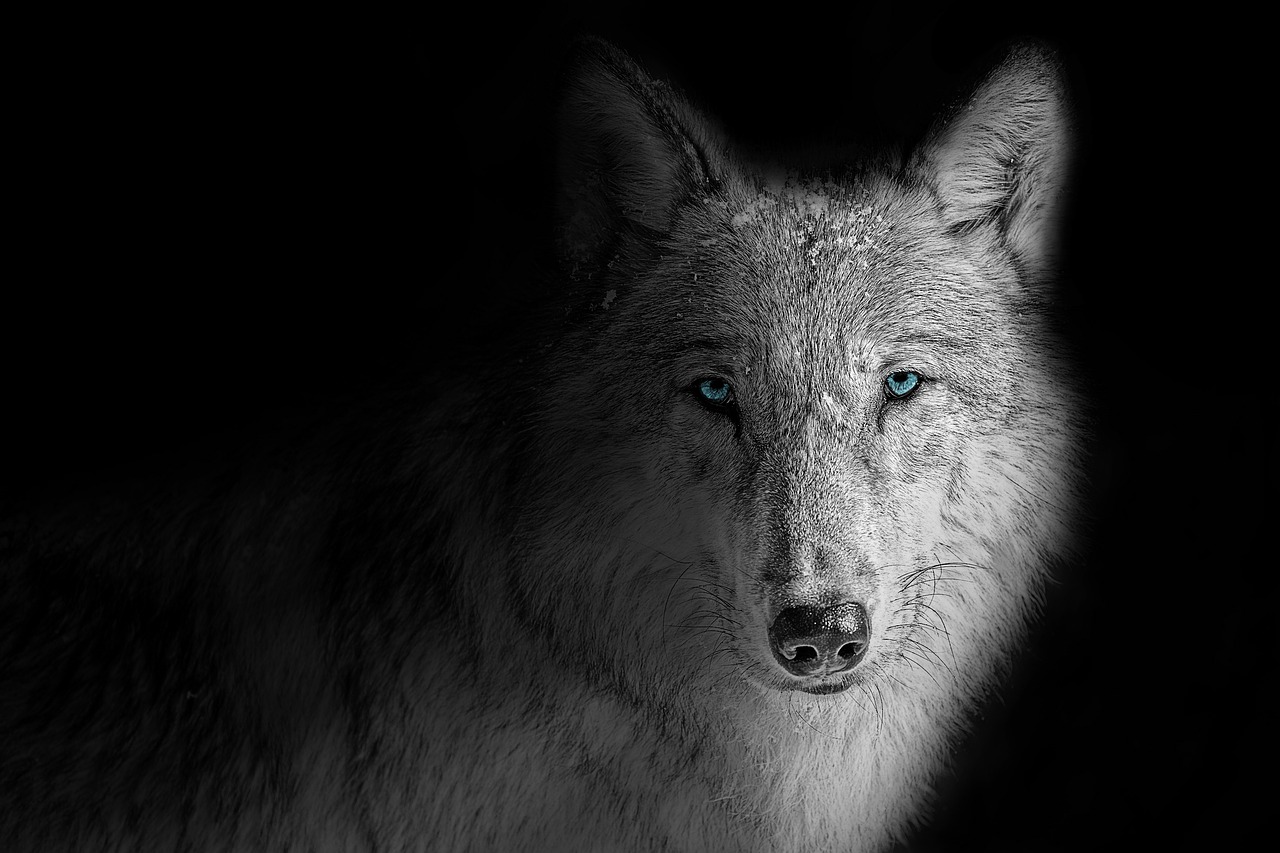 wallpaper  background  wolf free photo