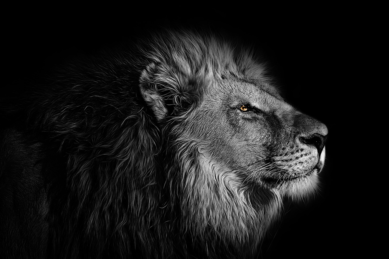 wallpaper  background  lion free photo