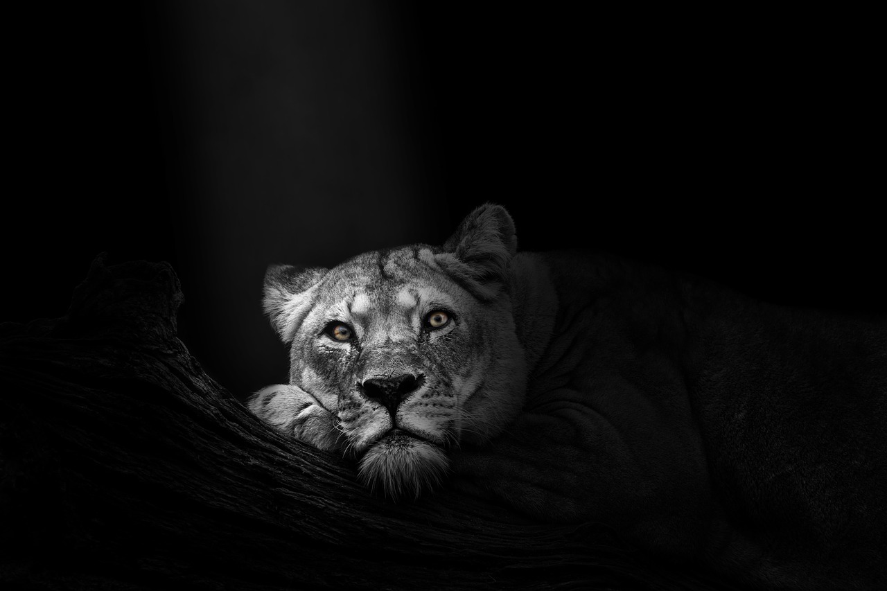 wallpaper  background  lioness free photo