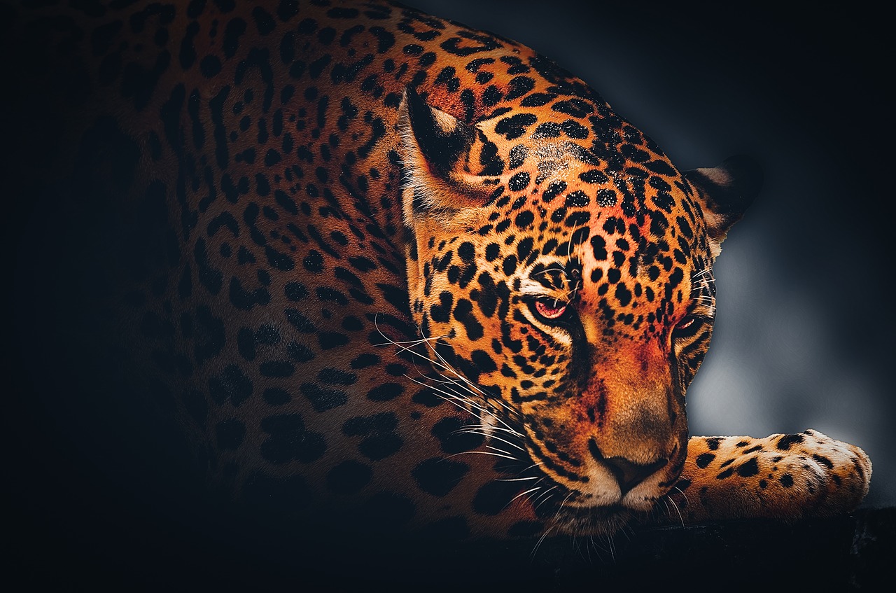 Download free photo of Wallpaper, background, jaguar, wildlife, animal -  from 