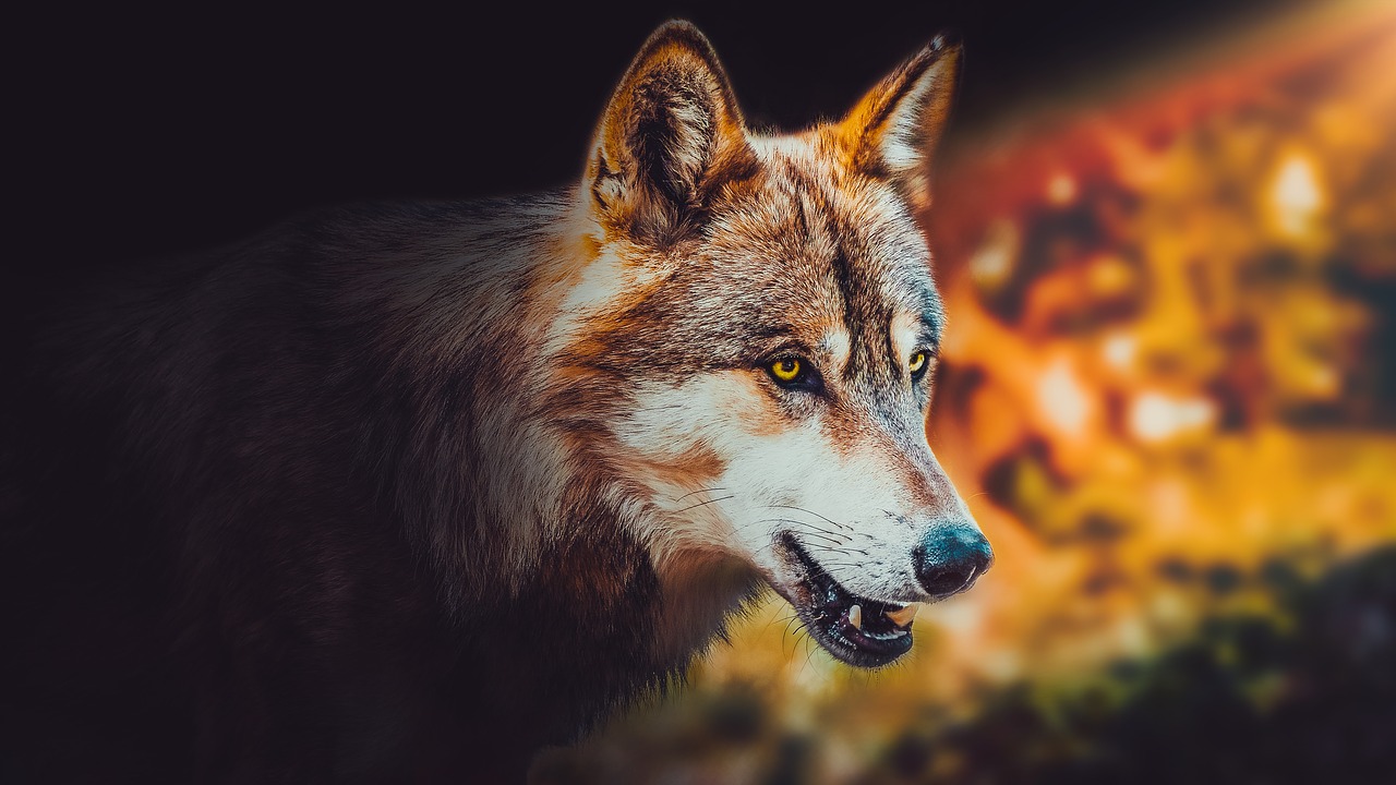 wallpaper  background  wolf free photo