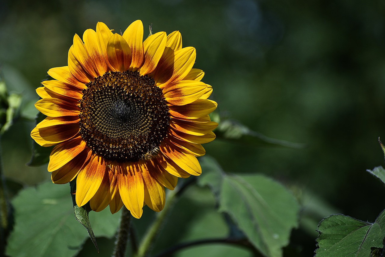 wallpaper  background  sunflower free photo