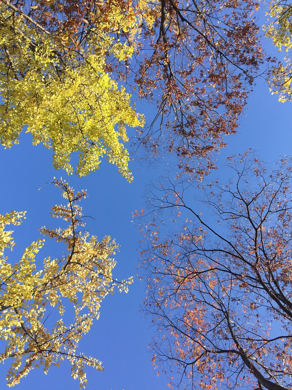 sky nature blue free photo