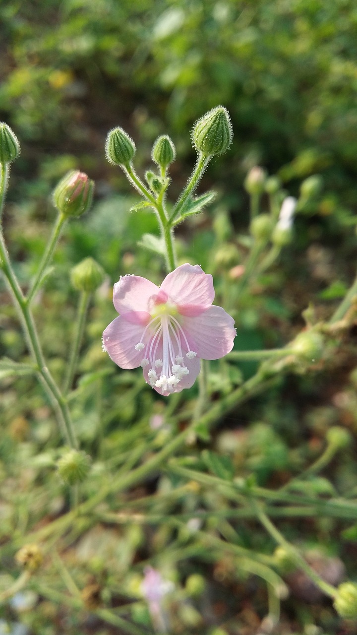 nature nature abstract flower free photo