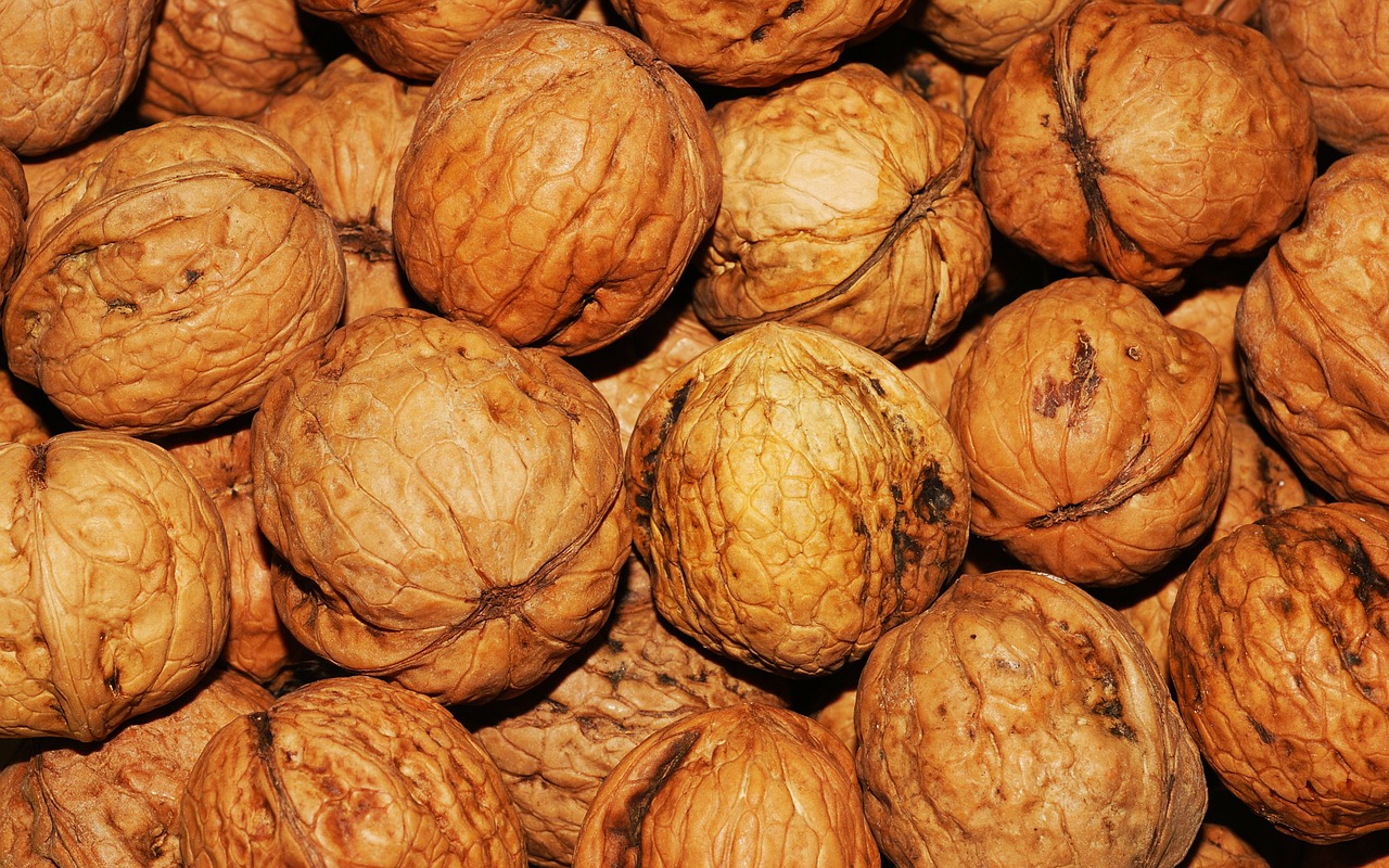walnut walnuts nuts free photo