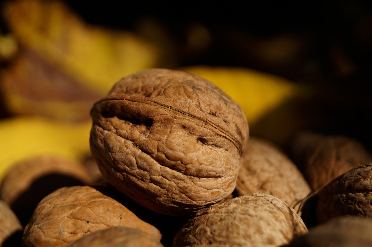 walnut crop brown free photo