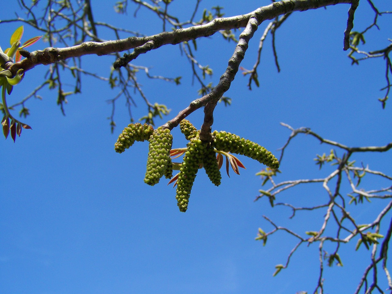walnut flower blue sky free photo