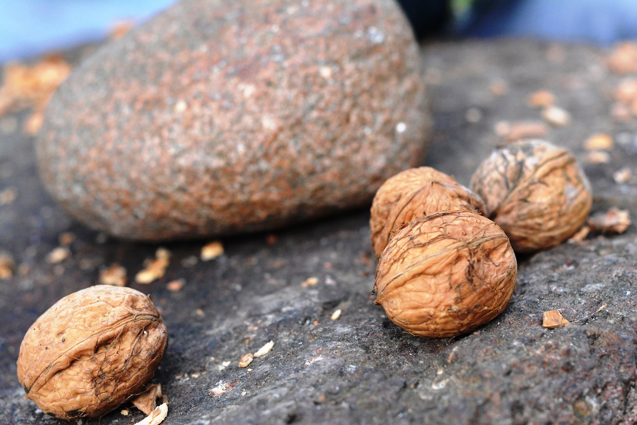 walnut stone smash free photo