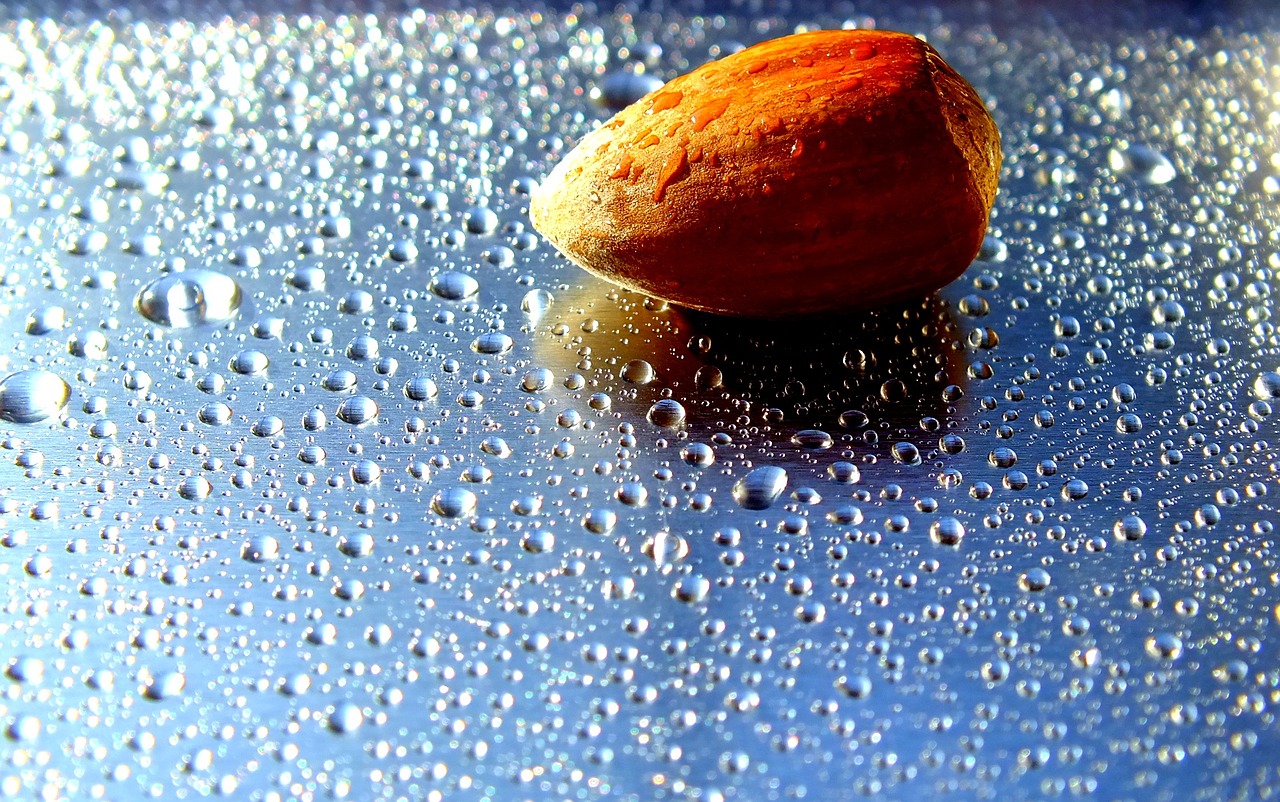 walnut water drops of water free photo