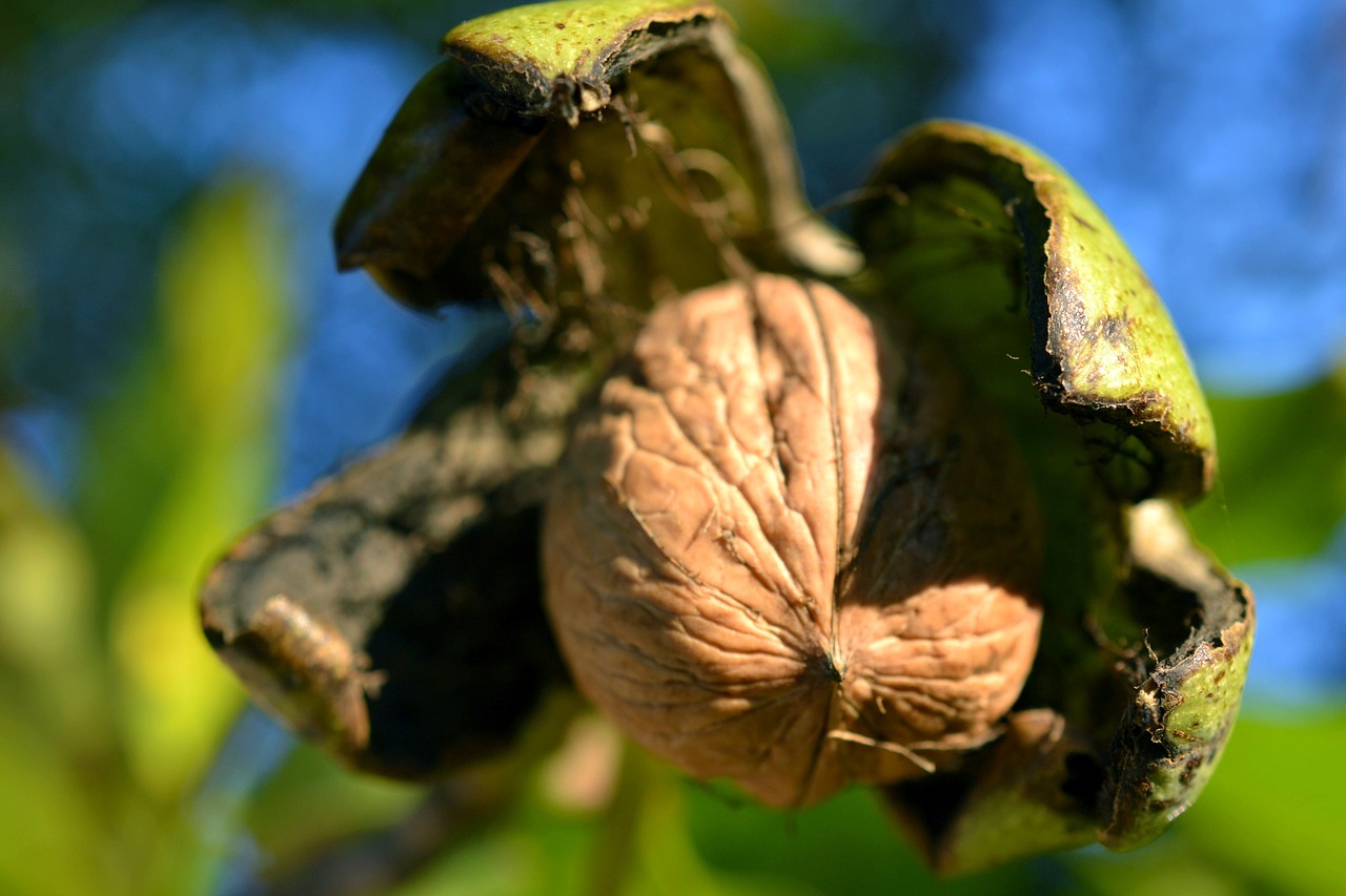 walnut shell nuts free photo