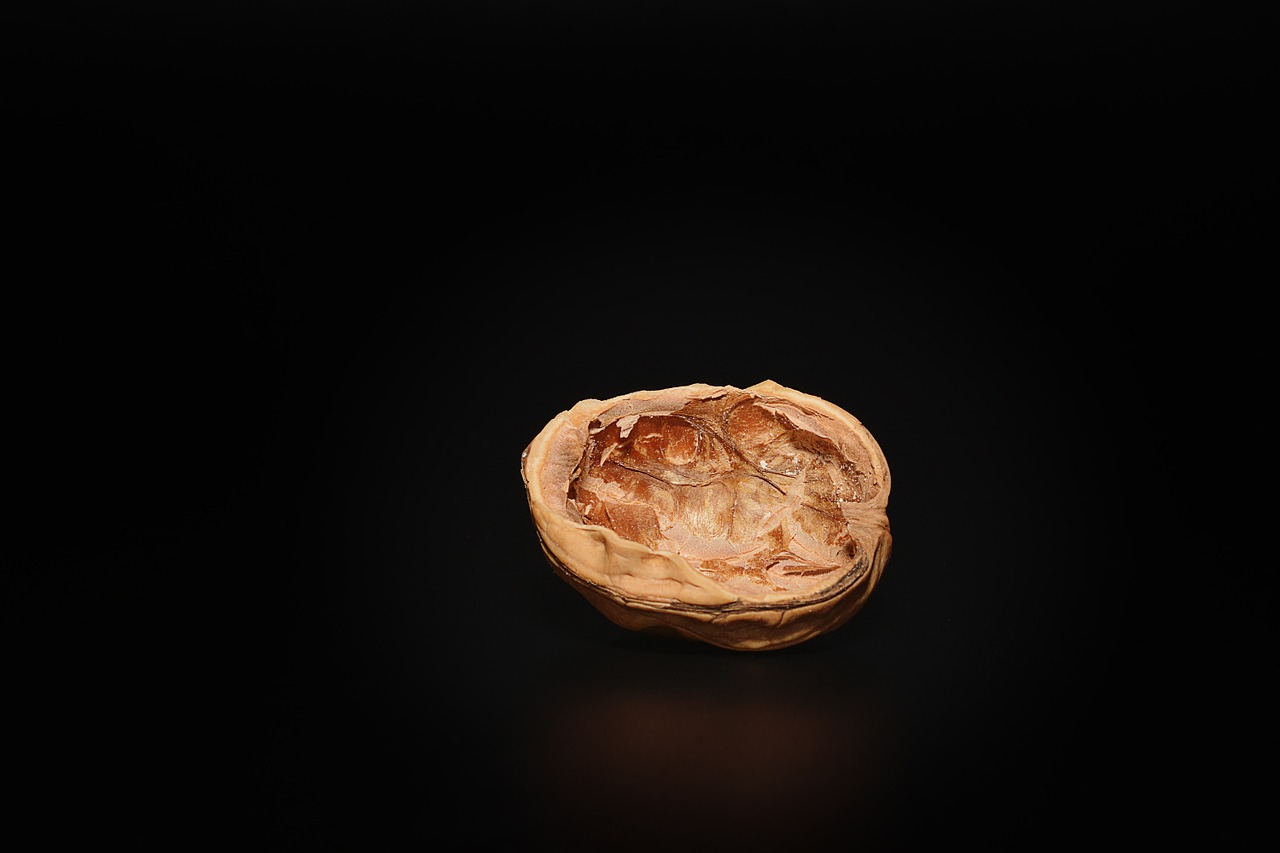 walnut empty walnut empty free photo