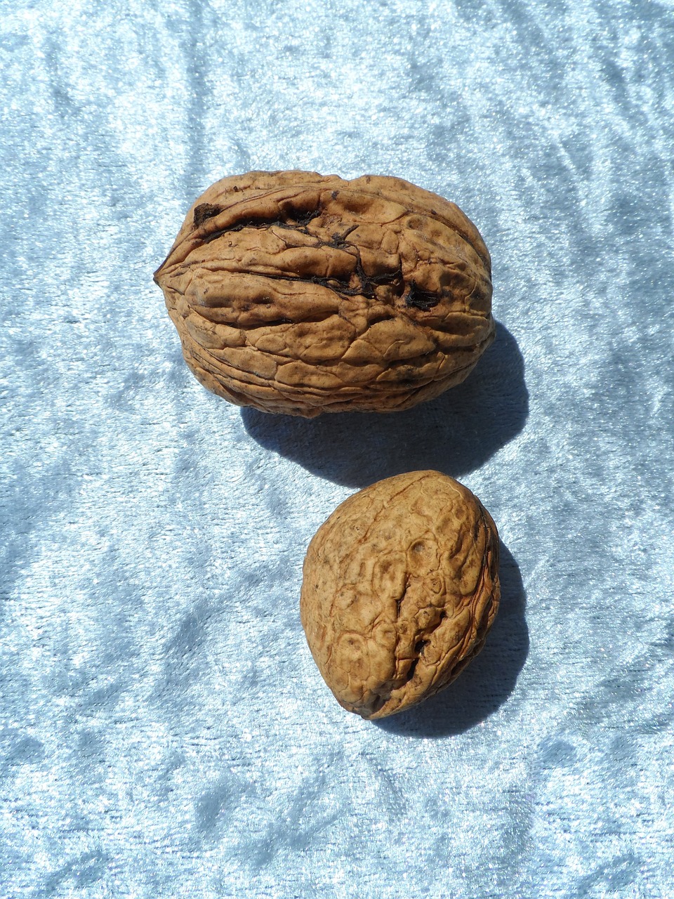 walnut large huge free photo