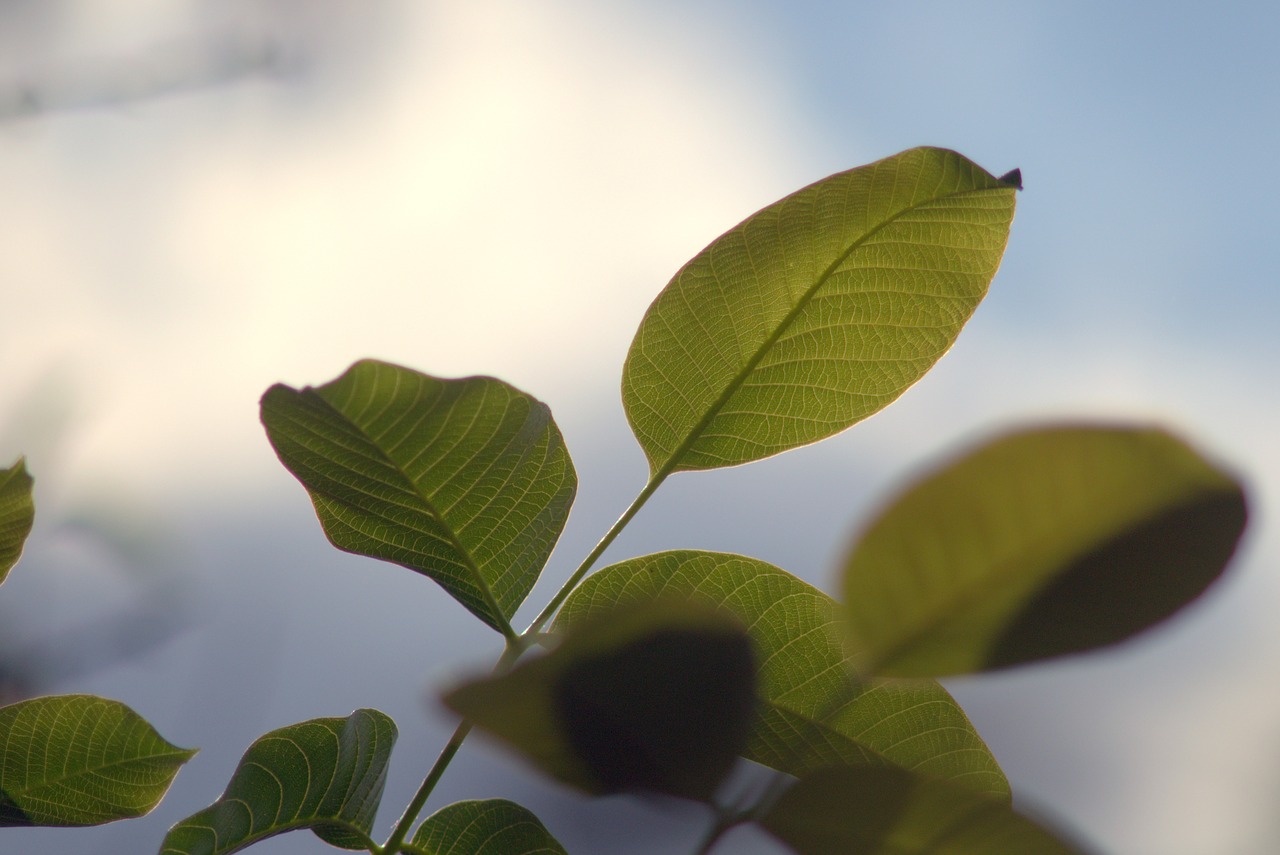 walnut walnuts leaf free photo